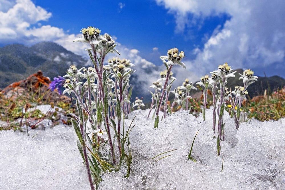 SAFLAX - Heilpflanzen - Edelweiss - 500 Samen - Leontopodium Alpinum