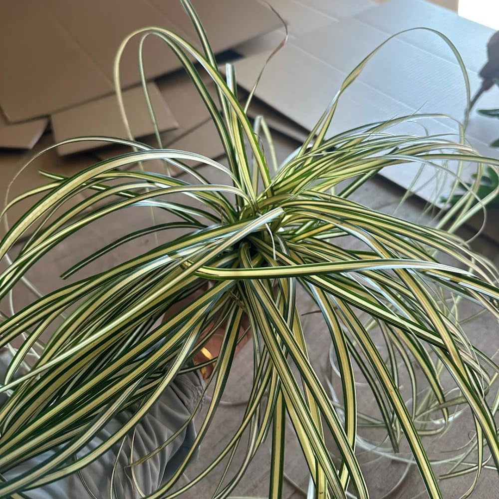 Carex Oshimensis Evergold Immergrüne Sträucher Winterhart Gartenpflanzen Für Draußen Winterharte Kübelpflanzen Seltene Outdoor Ziergräser Sichtschutz Winterfeste Luftreinigende 400Samen