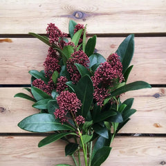Skimmia, Blumensamen Seltene Skimmia Japonica Rubella, Pflanzensamen Zimmerpflanzen Sträucher Garten Balkonpflanzen Winterhart Mehrjährig Wildblumensamen 350Samen