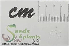 Stk - 10X Begonia Picta Ziersträucher Garten Pflanzen - Samen ID337 -
