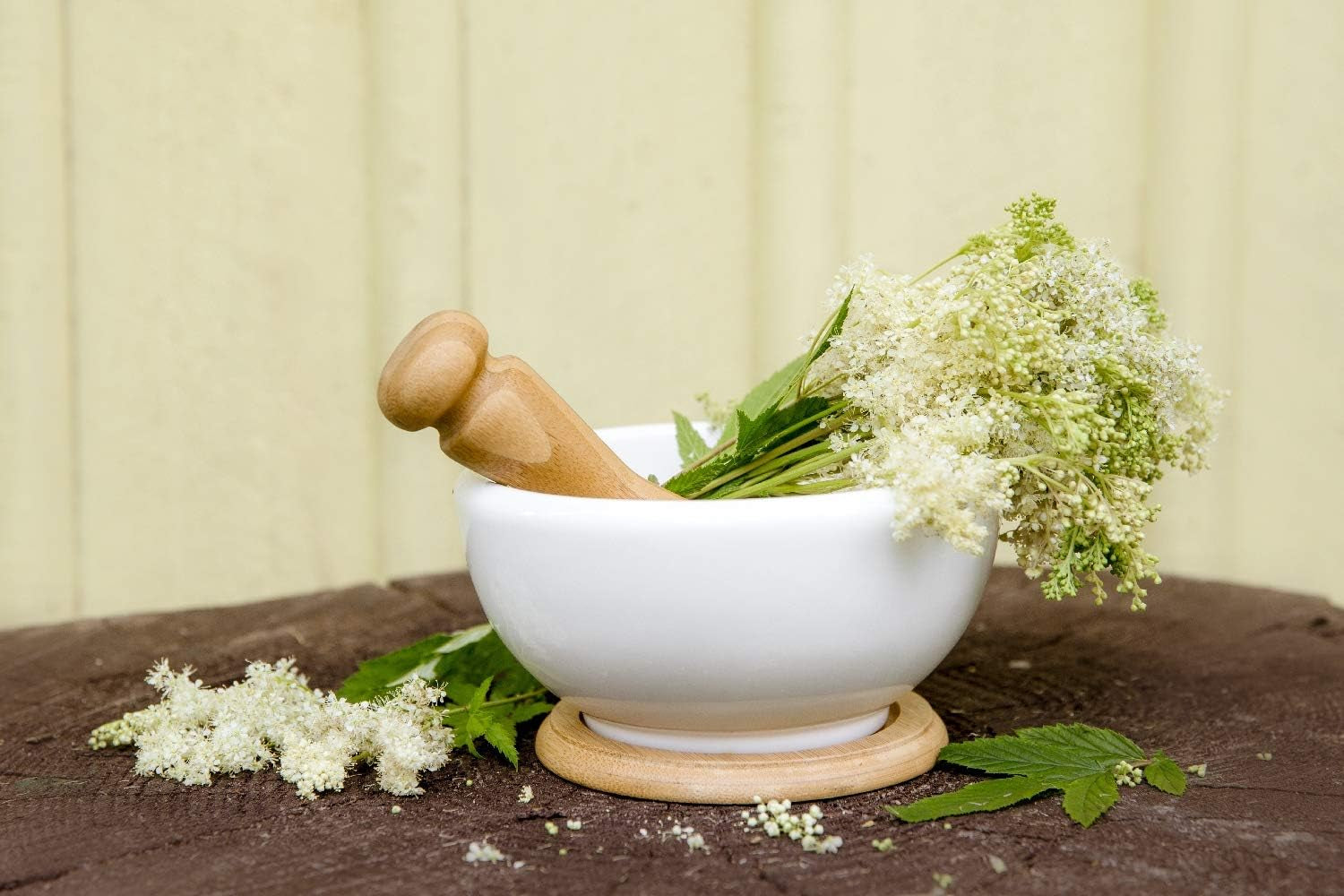 SAFLAX - Heilpflanzen - Echtes Mädesüß - 500 Samen - Mit Keimfreiem Anzuchtsubstrat - Filipendula Ulmaria