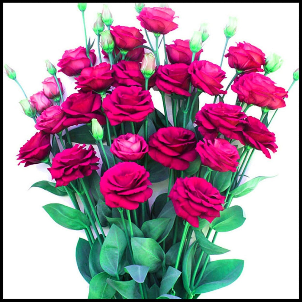 Mieszanka cebul kwiatowych, żarówka Mystery Magic, odporne sadzenie, odporna na zimę wieloletnia cebula kwiatowa, odporne cebule-3 cebule orchidei