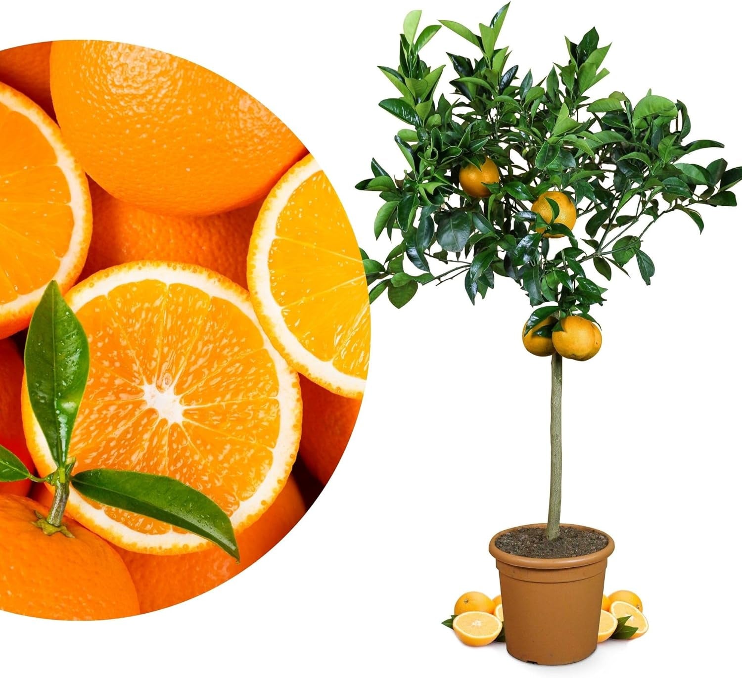 Pomarańcza z Mojej Oranjerii - pomarańcza prawdziwa - roślina cytrusowa - Citrus sinensis - Pomarańcza - szczepiona pomarańcza dla ogrodników (Mezzo [M])