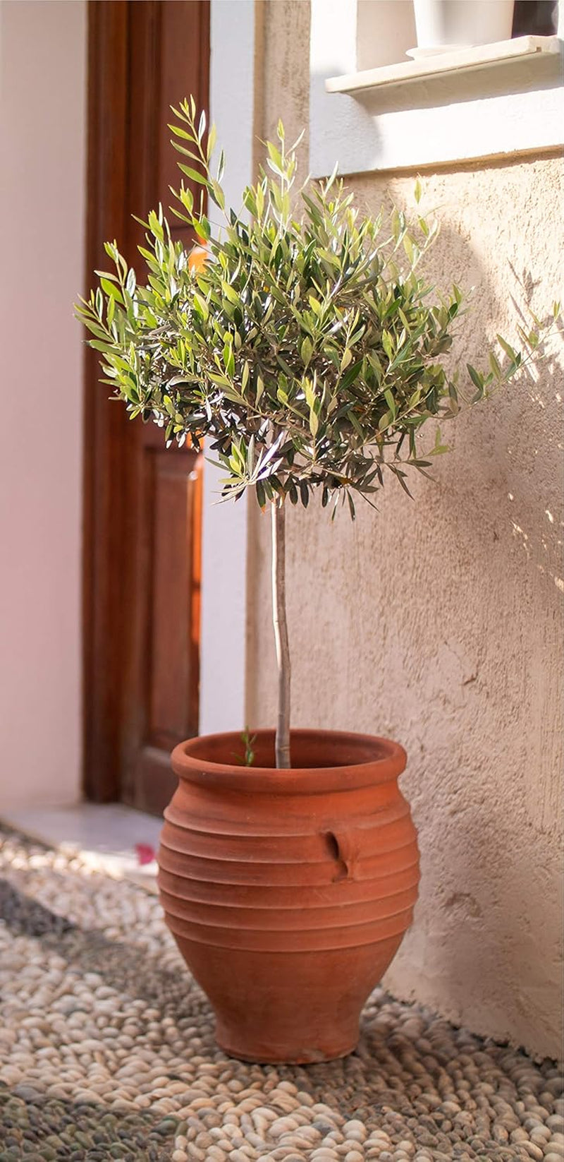 Bloomique - Olea Europaea - Olivenbaum Echt - Gartenpflanzen Winterhart - Höhe 80-90 Cm - Topf 19 Cm