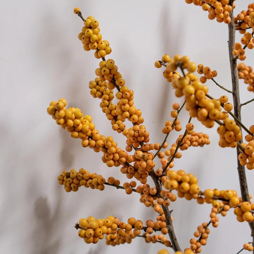 Stechpalme Winterharte Kübelpflanzen, Schnittblumen Stechpalme Minigarten, Winterhart Blühend Zimmerpflanzen 125Samen