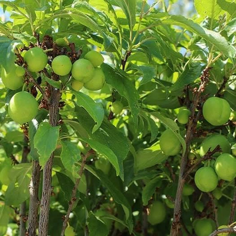 Regina Pflaumen Claudia Verde - Obstpflanze Alte Frucht Auf Blumentopf 20 - Baum Max 170 Cm – 2 Jahre Anbau Italien