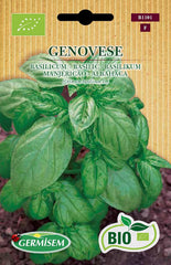 Basilikum GENOVESE ECBIO1101