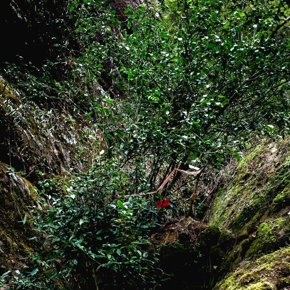Teebaum, Teepflanze Kaufen, Zimmerbonsai Grüner Tee Topfpflanzen Draußen Winterhart, Schnell Wachsende Bonsaibaum Züchten 20Samen
