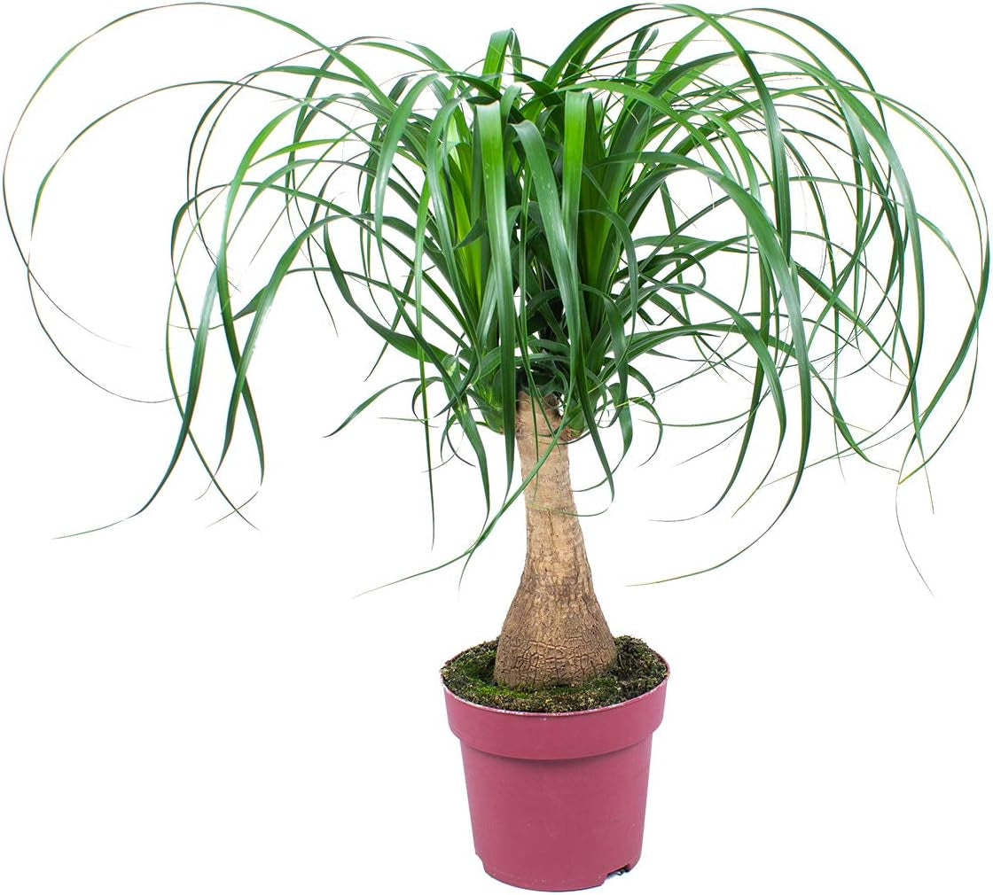 Bloomique - Beaucarnea Recurvata - Elefantenfuß - Zimmerpflanzen - Luftreinigend - Tierfreundlich - Pflegeleicht - 70-90 Cm Hoch - Topf 24 Cm