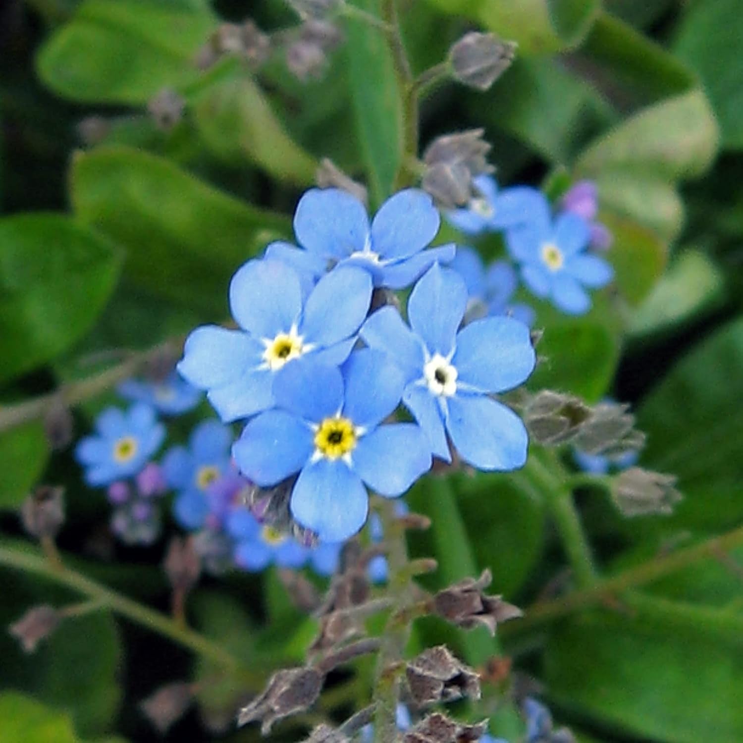 Himmelblaues Wald-Vergissmeinnicht (Myosotis Sylvatica) 600 Samen