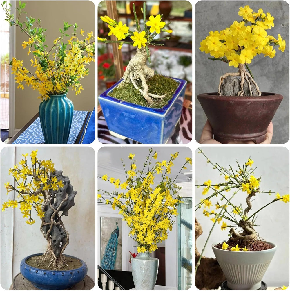 Winterjasmin Schnell Wachsende Sträucher Jasminum Nudiflorum Blumenbeet Sträucher Winterhart Blühend Bio Kletterpflanzen Frühlingsblume Gartendeko Für Draußen Balkonpflanzen 100Samen