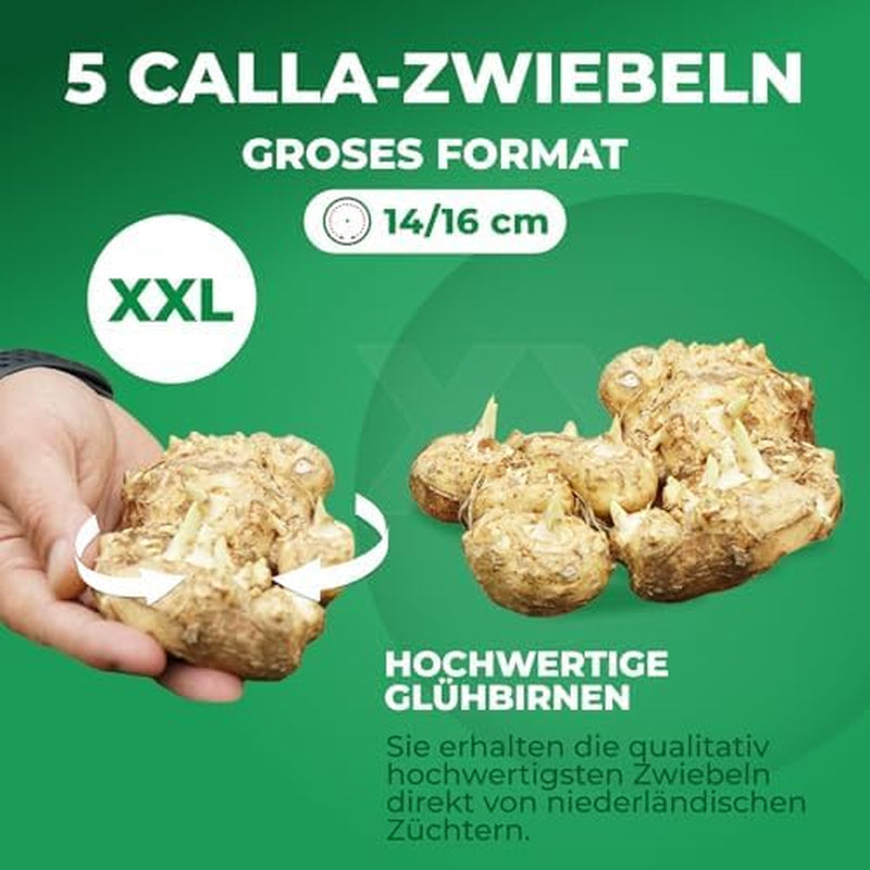 Calla Bulbs Hardy Bylina - Zantedeschia Orange Passion (Orange) - 5 dużych cebul kwiatowych - Prawdziwe rośliny holenderskie - Do ogrodu i doniczek (nie nasiona, nie sztuczne)