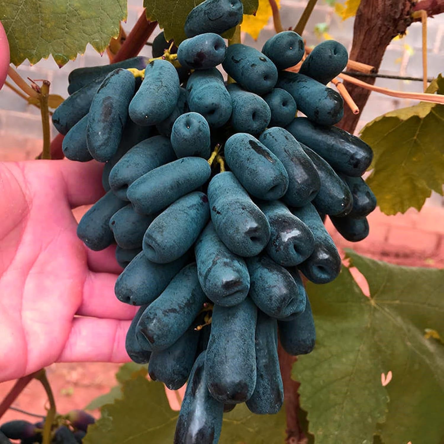 Mieszanka cebul kwiatowych, żarówka Mystery Magic, odporne sadzenie, odporna na zimę wieloletnia cebula kwiatowa, odporne cebule-3 cebule orchidei