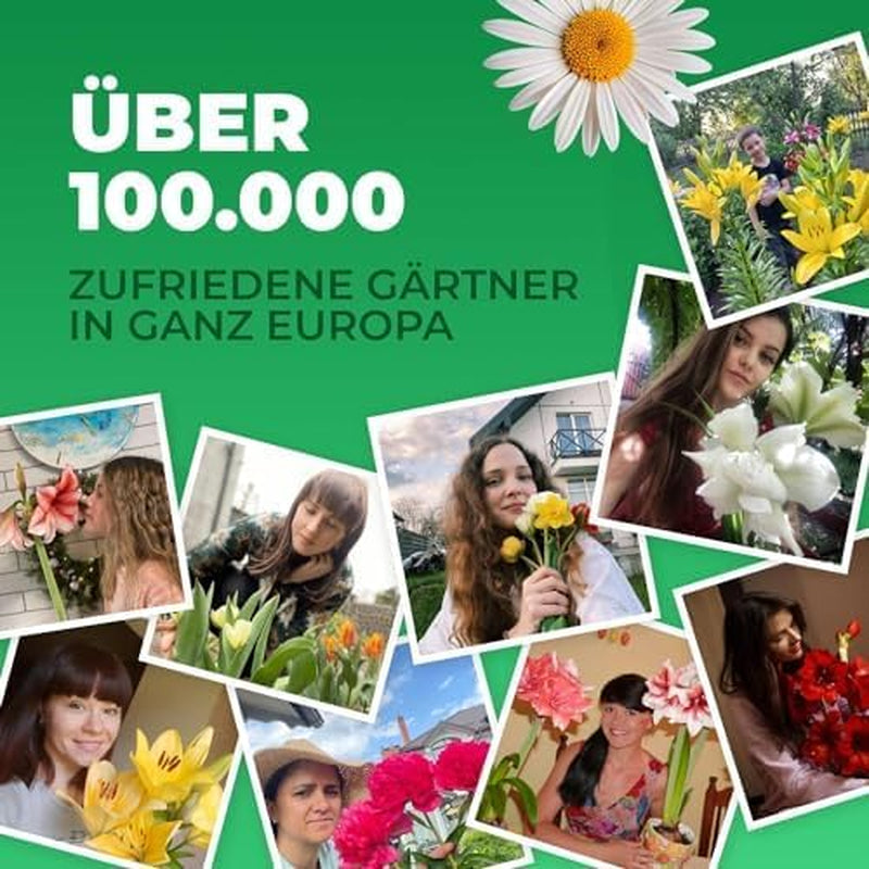 Calla Lilien Zwiebeln Winterhart Mehrjährig - Zantedeschia - 10 große Blumenzwiebeln, 5 Sorten Mix - Echte Pflanzen aus Holland - für Garten und Topf (große Knollen, kein Samen und nicht künstlich)