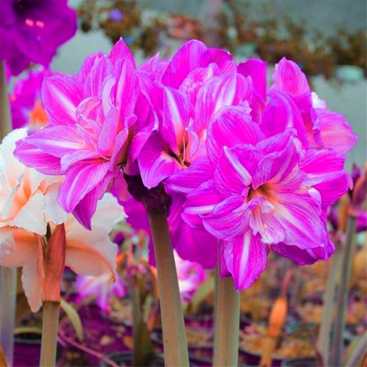 Mieszanka cebul kwiatowych, żarówka Mystery Magic, odporne sadzenie, odporna na zimę wieloletnia cebula kwiatowa, odporne cebule-3 cebule orchidei