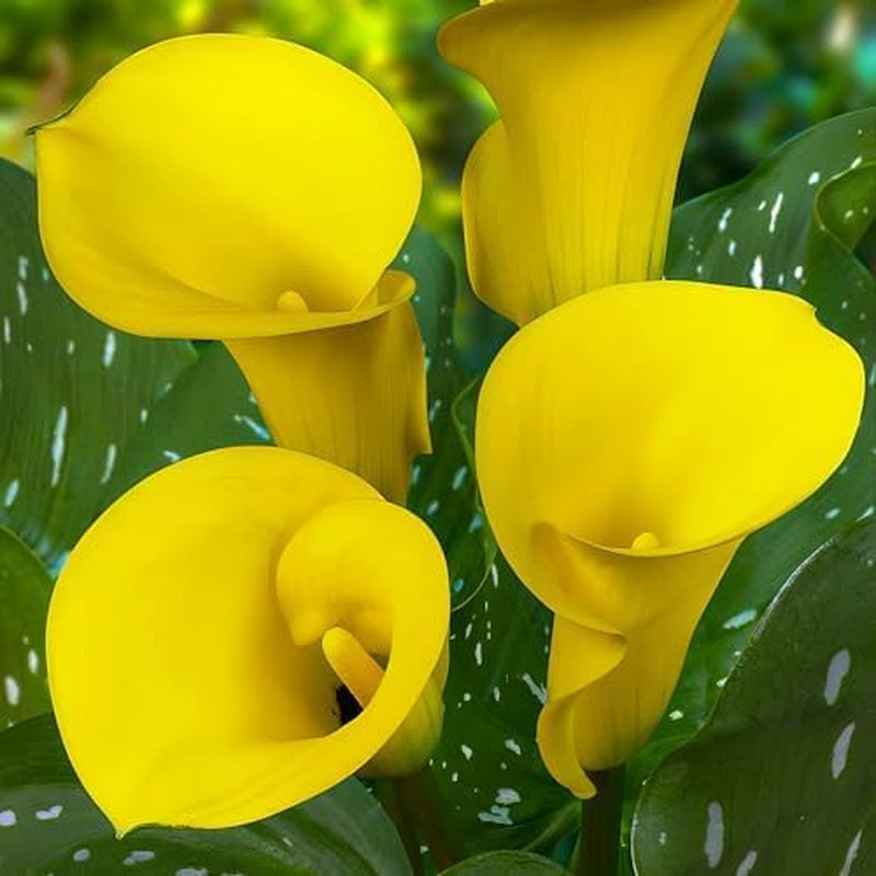 Calla Bulbs Hardy Bylina - Zantedeschia Orange Passion (Orange) - 5 dużych cebul kwiatowych - Prawdziwe rośliny holenderskie - Do ogrodu i doniczek (nie nasiona, nie sztuczne)