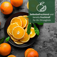 Pomarańcza z Mojej Oranjerii - pomarańcza prawdziwa - roślina cytrusowa - Citrus sinensis - Pomarańcza - szczepiona pomarańcza dla ogrodników (Mezzo [M])