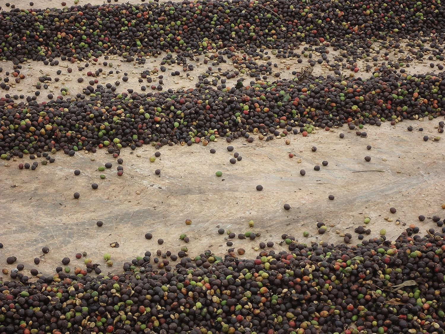 KAWIARNIE GUILIS SINCE 1928 AMANTES DEL CAFÉ - Kawa ziarnista Arabica bezkofeinowa 1 Kg Coffee Naty Shop