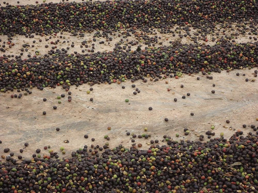 KAWIARNIE GUILIS SINCE 1928 AMANTES DEL CAFÉ - Kawa ziarnista Arabica bezkofeinowa 1 Kg Coffee Naty Shop