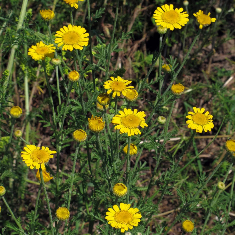 Rumianek Dye's (Anthemis tinctoria) - około 800 nasion tradycyjnej rośliny barwnikowej i wieloletniego kwiatu