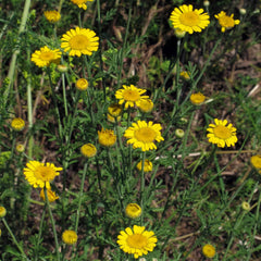 Rumianek Dye's (Anthemis tinctoria) - około 800 nasion tradycyjnej rośliny barwnikowej i wieloletniego kwiatu
