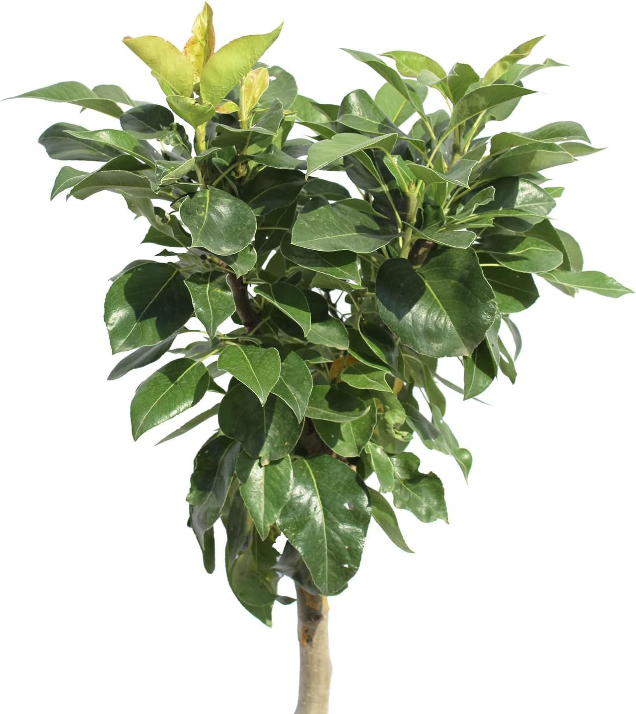 KENTIS - Zwergbirnenpflanze - Pyrus Communis - Echte Freilandpflanzen - Obstbaum - Kulturtopf Ø 24 Cm