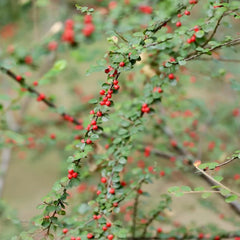 Teppichmispel, Bodendecker Cotoneaster Dammeri, Blumensamen Gastgeschenk Für Sonnige Plätze Kaufen 80Samen