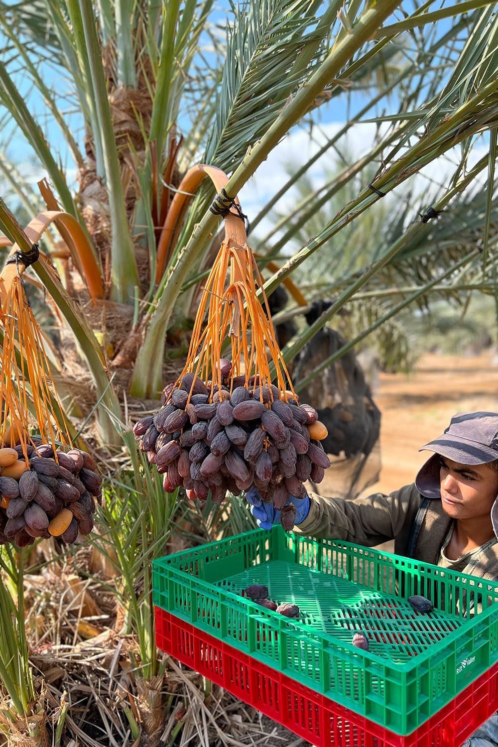 NABALI FAIRKOST FOR ALL Curmale Medjool Medjoul din Palestina - 100% naturale vegan aromate tradiționale proaspete și orientale I fără conservanți 5 kg (1 pachet), Small/Medium Produse deshidratate Naty Shop