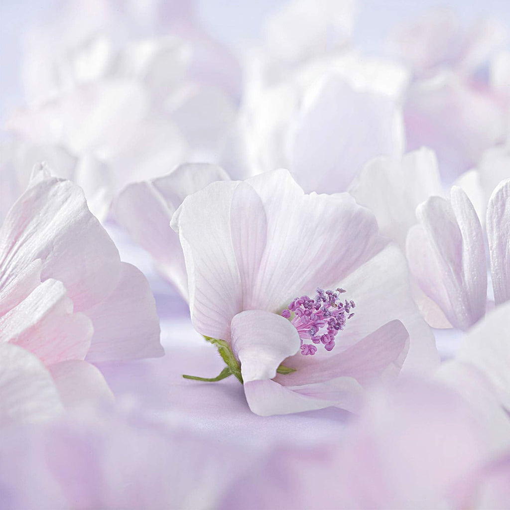 WELEDA Organic Baby Derma White Mallow Care Lotion - Cosmetice naturale Loțiune hidratantă pentru corp pentru calmarea și îngrijirea intensivă a pielii foarte sensibile, neurodermice și uscate (1 x 200 ml) Copii - Baie si Skincare Naty Shop